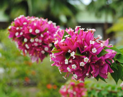 fiori Seychelles